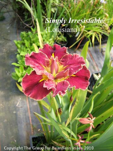 Simply Irresistable (1)